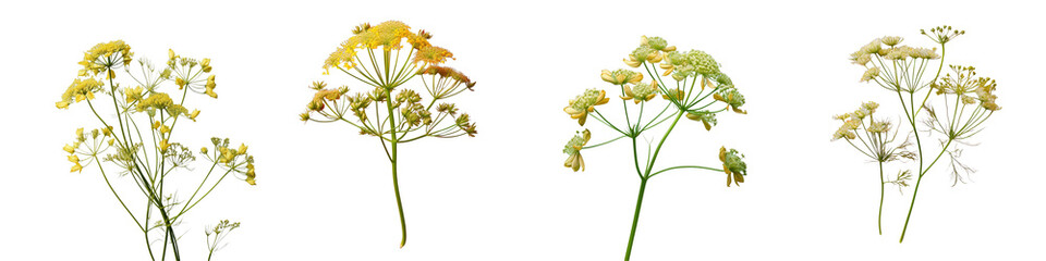Png Set Dill flower isolated on a transparent background - obrazy, fototapety, plakaty