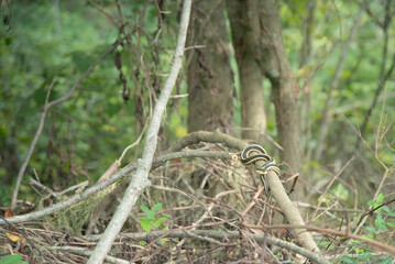 snake in the grass