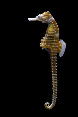 Long-nose Seahorse on Dark Background
