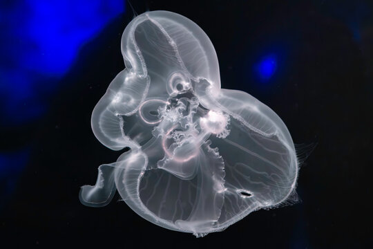 Jellyfish (Aurelia labiata)