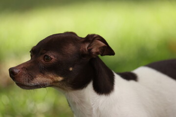 Portrait of a rat terrier
