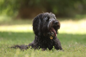 Black border doodle dog laying in the grass