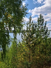 Fototapeta premium trees in the forest coast of siberian river autumn sunny day landscape photo image