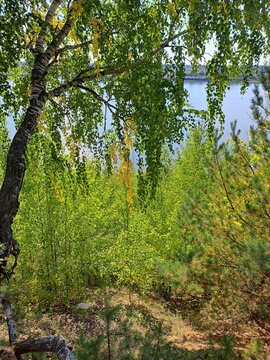 forest in autumn trees in the coast of siberian river sunny day landscape photo image