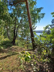 trees in the forest coast of siberian river autumn day landscape photo image