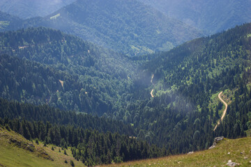 Fototapeta na wymiar Pine forests in Turkey