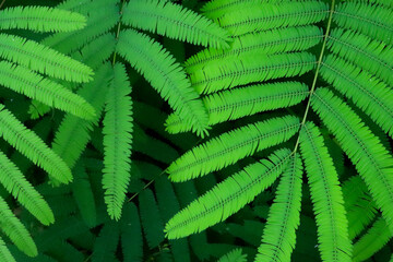 Kaliandra Merah, Calliandra calothyrsus with Young green calliandra leaves. for wallpapers and backgrounds
