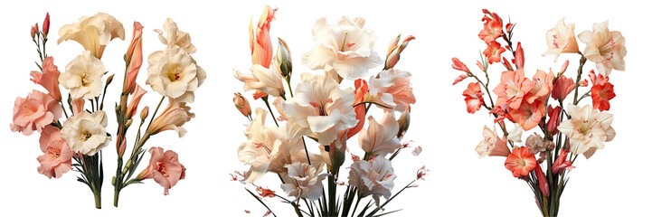 Png Set Gladioli flowers in different colors seen against a transparent background