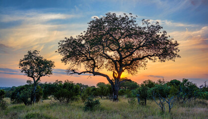 Obraz premium Colourful sunset in thornybush, South Africa