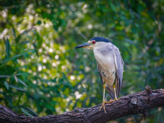 Fototapeta premium Portrait of a black crowned night heron perched on a branch surrounded by bright green leaves in summer
