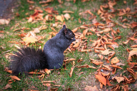 Lovely black squirrel  sita on the grass among fallen leaves  and enjoying snack