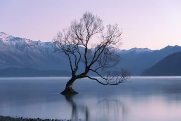 Foto auf Acrylglas Wanaka Tree New Zealand landscape at sunrise © Daniel Thomas