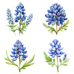 Set Of Watercolor Bluebonnet Flower Isolated on Transparent Background