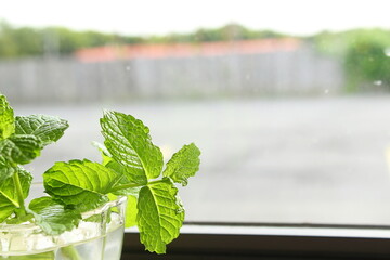 fresh mint or mentha piperita citrata herb in water glass at indoor house window sill for Rooting...