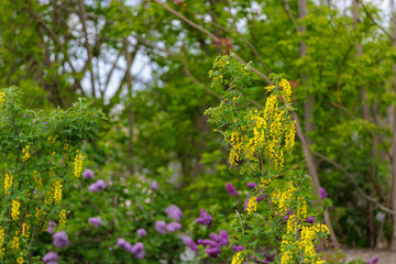 Flowers on the tree Bobovnik or golden rain. Greening the urban environment. Background with selective focus