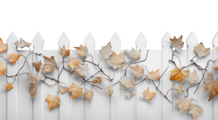 white wooden fence overgrown with weaving autumn orange ivy leaves, png file of isolated cutout object on transparent background.