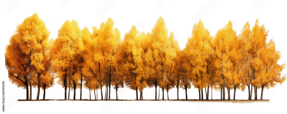 Wall mural grove of many autumn yellow trees side view, png file of isolated cutout object on transparent backg