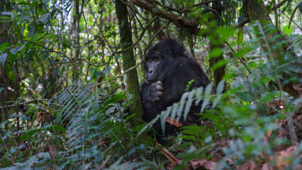 Mountain Gorilla in Bwindi Impenetrable Forest. Uganda 
