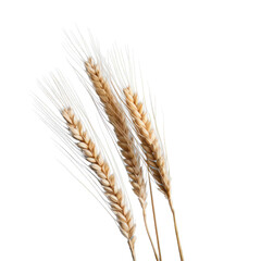 three dry ripe autumn spikelets of wheat, png file of isolated cutout object on transparent background.