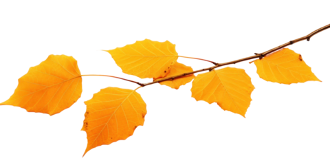 birch branch with dry autumn yellow leaves, png file of isolated cutout object on transparent background.