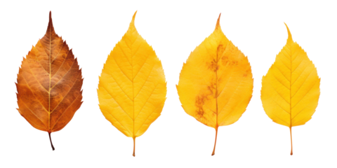 group of autumn dry yellow birch leaves, png file of isolated cutout object on transparent background.