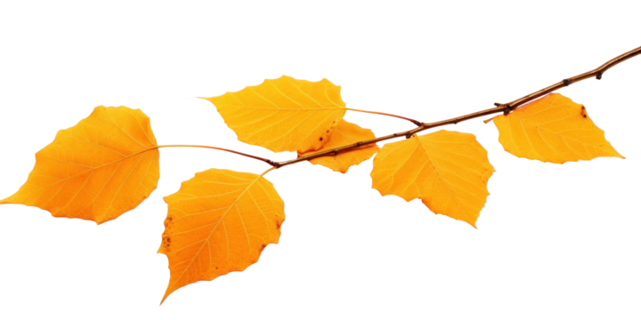 birch branch with dry autumn yellow leaves, png file of isolated cutout object on transparent background.