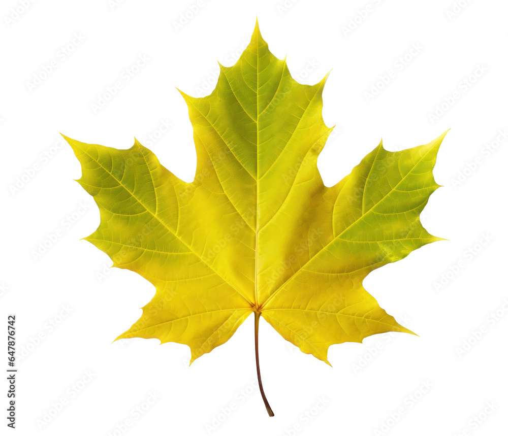 Canvas Prints one dry yellowing autumn maple leaf, png file of isolated cutout object on transparent background.