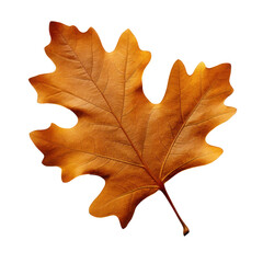 autumn dry brown oak leaves, png file of isolated cutout object on transparent background.