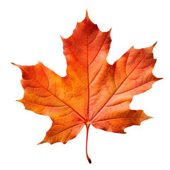 Naklejka na ściany i meble one dry orange autumn maple leaf, png file of isolated cutout object on transparent background.