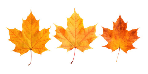three dry red orange autumn maple leaves, png file of isolated cutout object on transparent background.