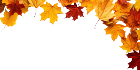 Frame of scattered autumn dry red-orange maple leaves, png file of isolated cutout object on transparent background.