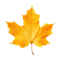 Dry yellow autumn maple leaf, png file of isolated cutout object on transparent background.