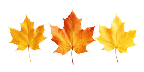 Naklejka na ściany i meble three dry red orange autumn maple leaves, png file of isolated cutout object on transparent background.