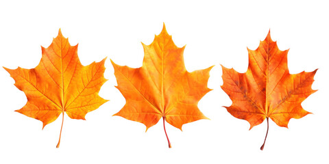 Fototapeta premium three dry red orange autumn maple leaves, png file of isolated cutout object on transparent background.