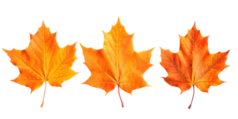 three dry red orange autumn maple leaves, png file of isolated cutout object on transparent background.
