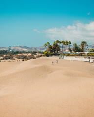 sand dune beach with palm trees