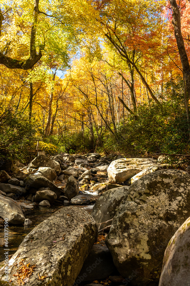 Wall mural Golden Leaves Over Porters Creek