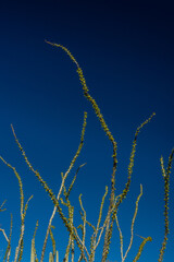 Green Leaves Pop On Ocotillo Against Blue Sky