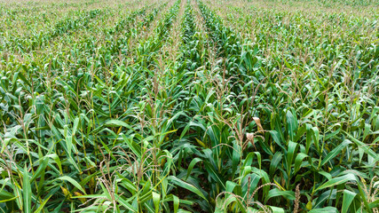 aerial view photo from drone of growing maize field in rural agricultural industrail area,