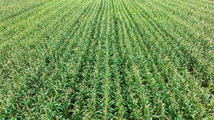 aerial view photo from drone of growing maize field in rural agricultural industrail area,