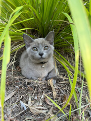 Blue Burmese cat outside sitting under tall grass