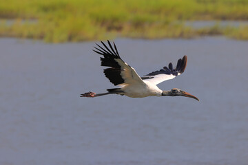 Wood stork in flight over saltwater marsh. 
