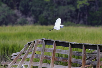 White egret inflight in habitat saltwater marsh. 