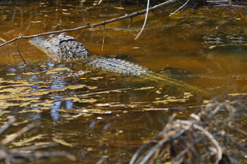 American alligator in water. 