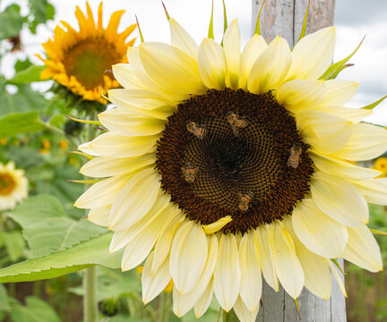sunflower and bee 