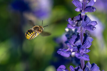 Wool Carder Bee in Flight by Purple Lavender. Close up view.