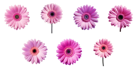 Png Set Closeup nature photo of a violet gerbera flower isolated on a transparent background without shadows includes clipping path
