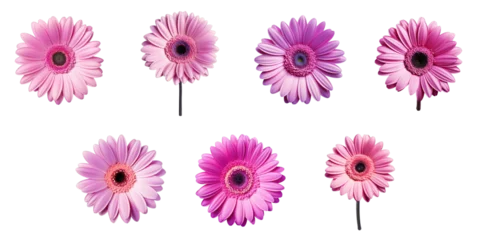 Fototapeten Png Set Closeup nature photo of a violet gerbera flower isolated on a transparent background without shadows includes clipping path © 2rogan