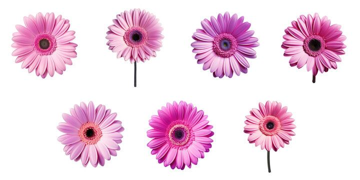 Png Set Closeup nature photo of a violet gerbera flower isolated on a transparent background without shadows includes clipping path