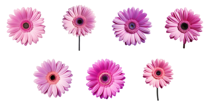 Png Set Closeup nature photo of a violet gerbera flower isolated on a transparent background without shadows includes clipping path